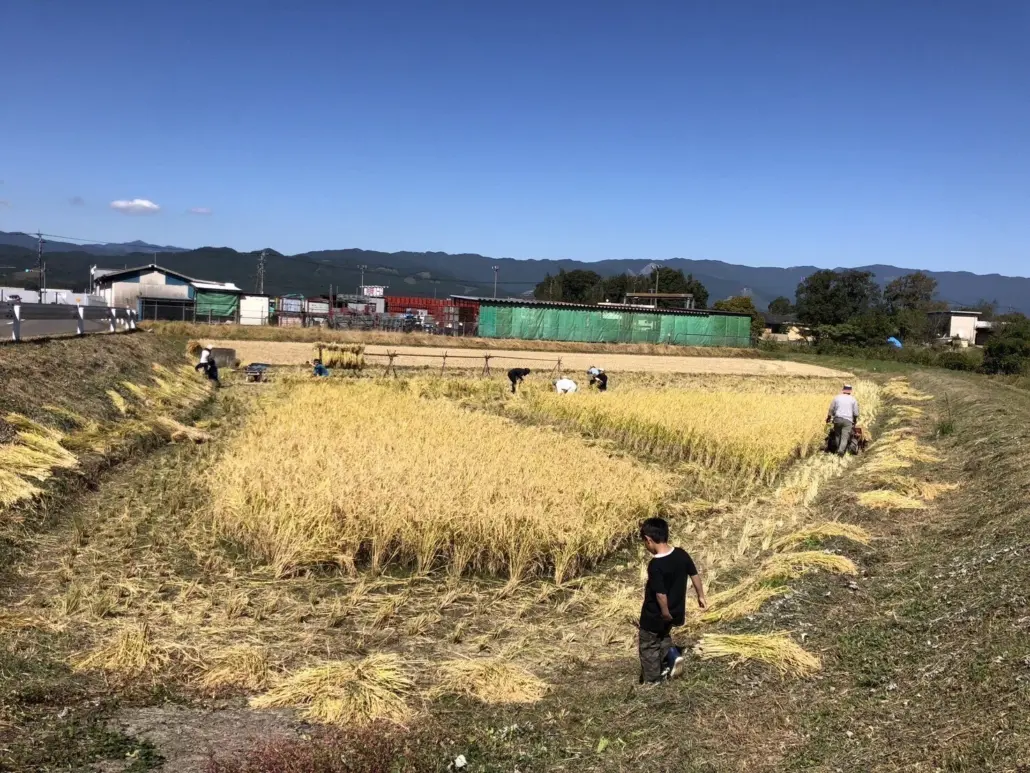 10/20 『みんなで稲刈り＆はざ掛け体験』を開催します！