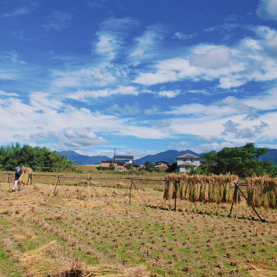 実りの秋に感謝！太陽と風が育てる稲架掛け米
