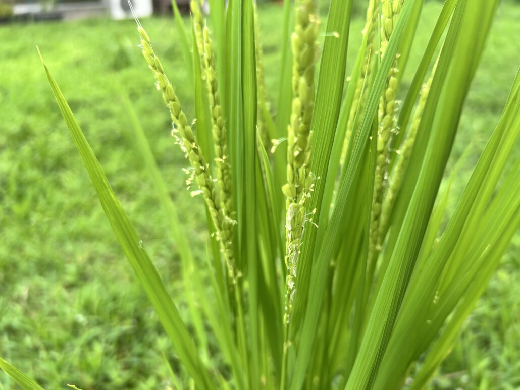 一本の稲から、どれだけお米がとれる？【”お米ができる”ってこんなに尊い】