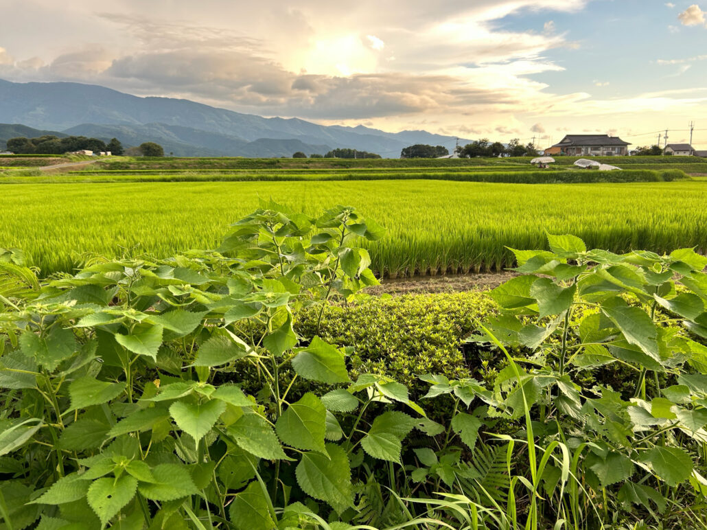 雑草だと思っていた、カラムシ（苧麻）が糸になるまで
