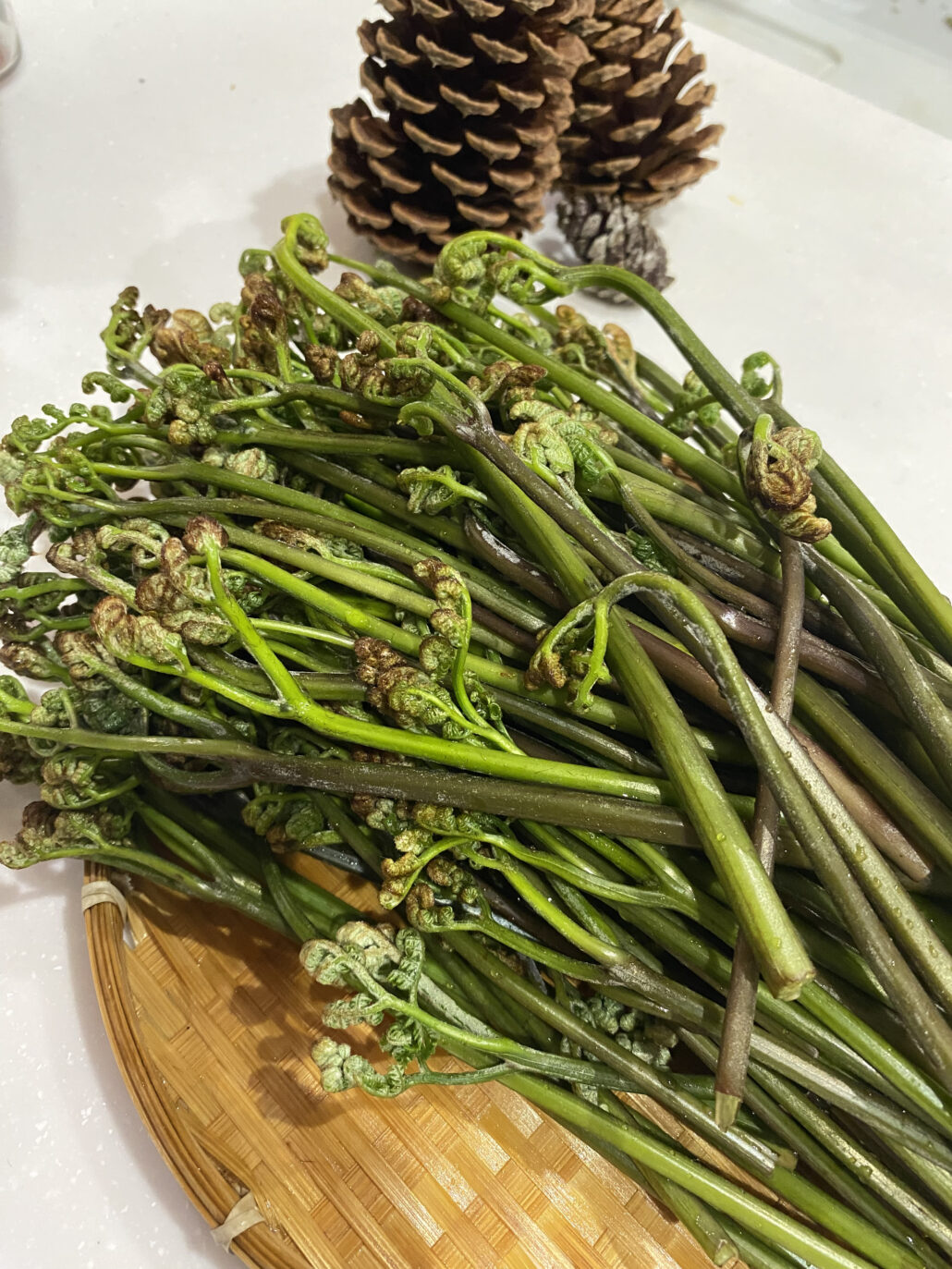 お山の探検隊、しゅっぱーつ！親子で夢中になる、春のわらび採り