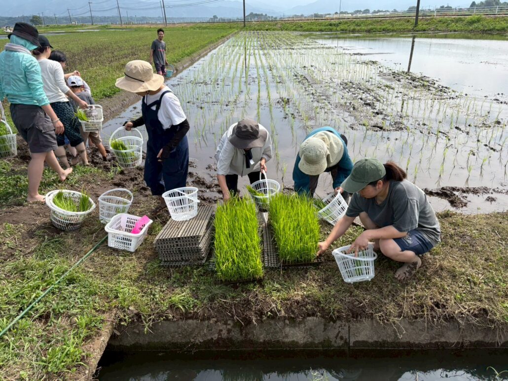 東京から、あさぎり町へ。田植えが与えてくれた、今ここの喜びと、つながりの安心感。